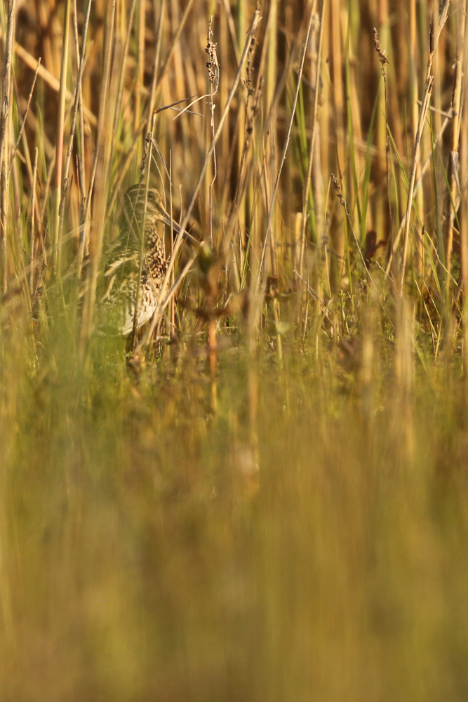 Bekassine (Gallinago gallinago)