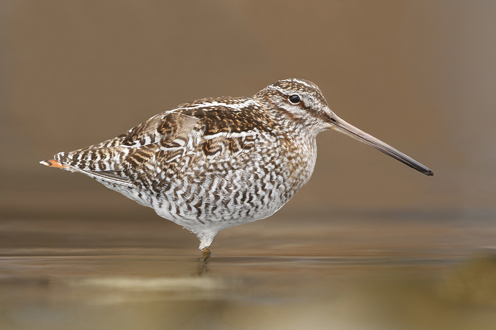 Einsiedlerbekassine (Gallinago solitaria)