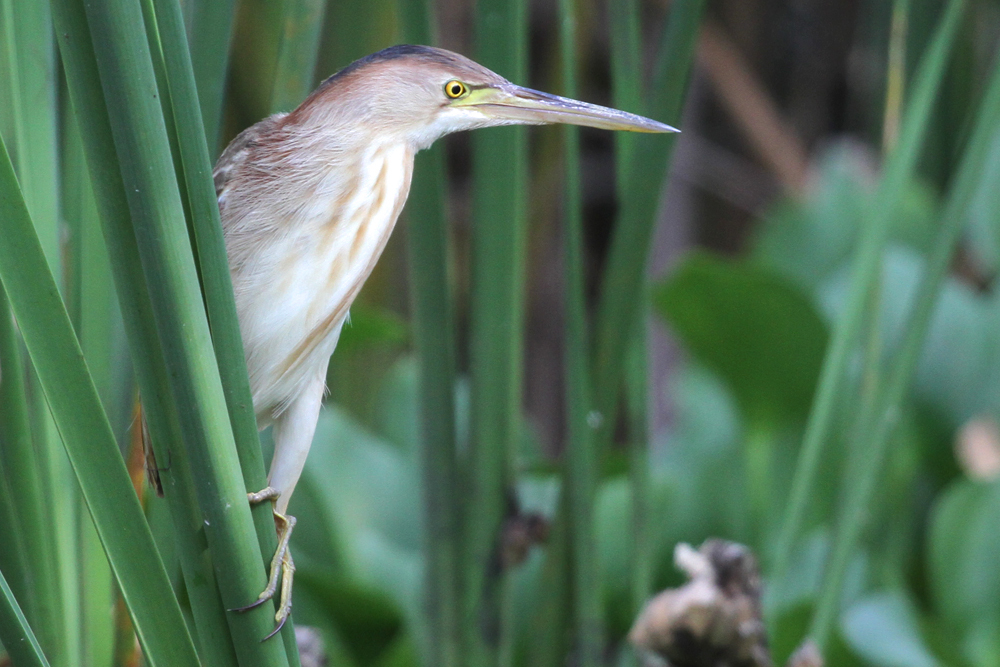 Chinadommel, Yellow Bittern (Ixobrychus sinensis) / Kalametiya