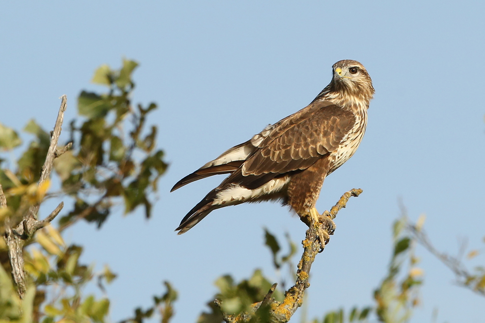 Mäusebussard (Buteo buteo)