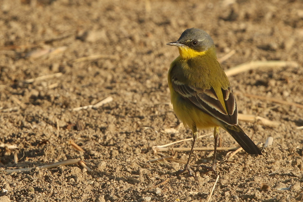 Schafstelze (Motacilla flava)