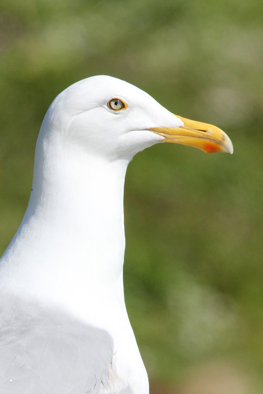 Silbermöwe, European Herring Gull (Larus argentatus)