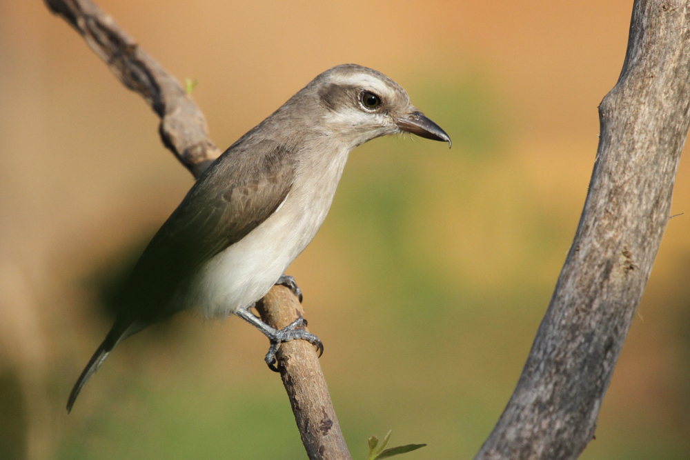 Kleiner Raupenwürger, Commom Woodshrike (Tephrodornis pondicerianus) / Kalametiya