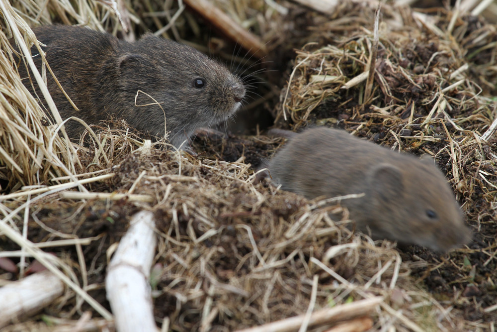 Nordische Wühlmaus, Tundra Vole (Microtus oeconomus)