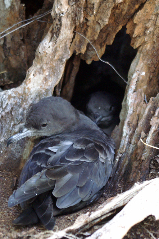 Keilschwanz-Sturmtaucher, Wedge-tailed Shearwater (Puffinus pacificus) / Cousin