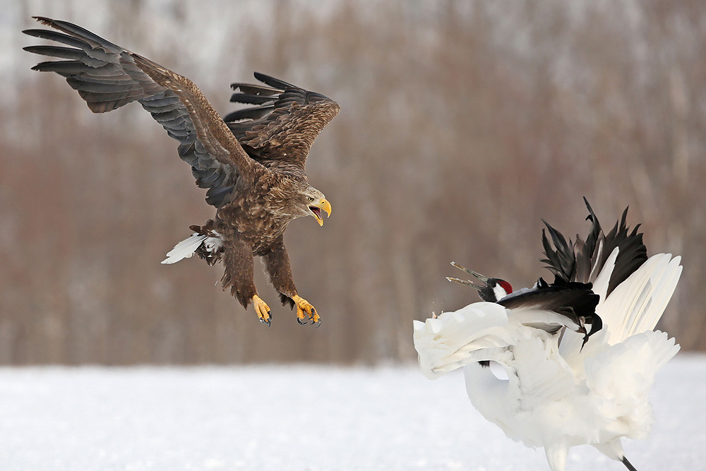 Seeadler (Haliaeetus albicilla) 