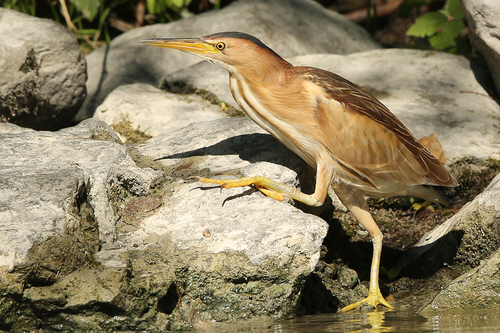Zwergdommel (Ixobrychus minutus)