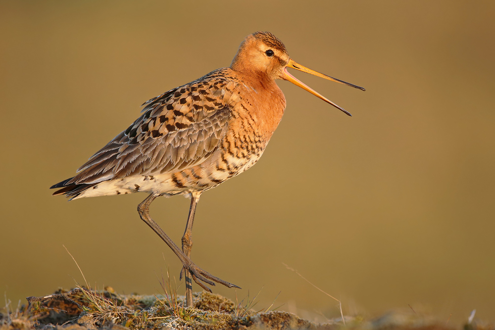 Isländische Uferschnepfe (Limosa limosa islandica)