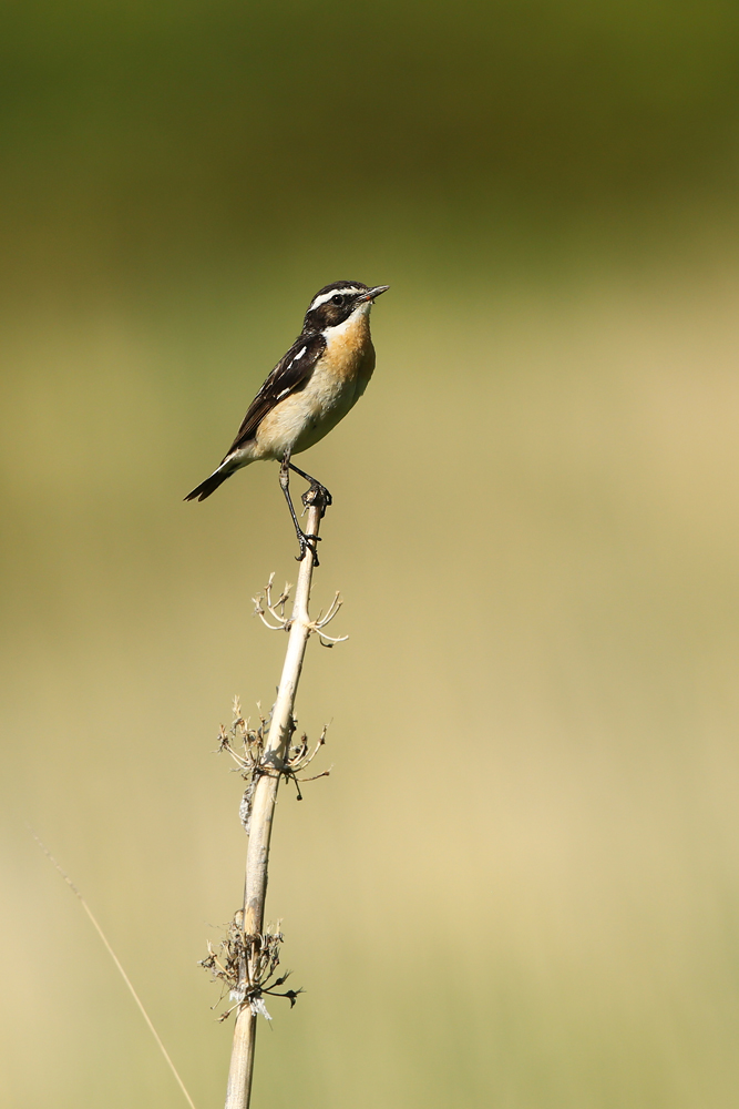 Braunkehlchen (Saxicola rubetra)
