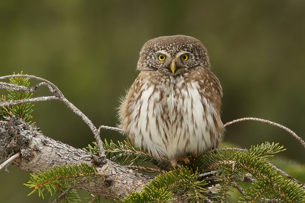 Sperlingskauz (Glaucidium passerinum)