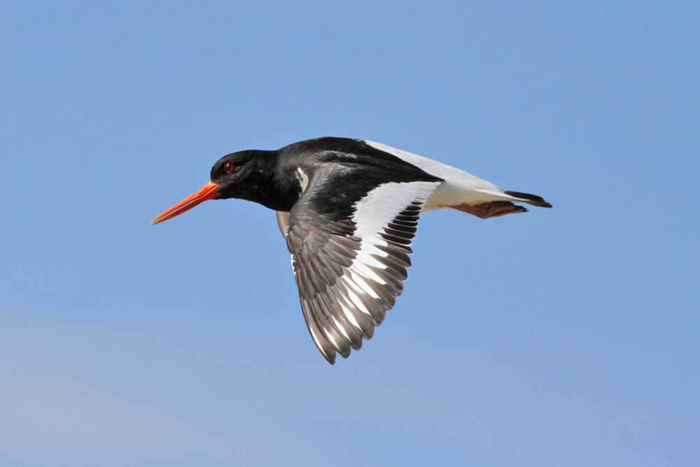 Austernfischer, Eurasian Oystercatcher (Haematopus ostralegus)