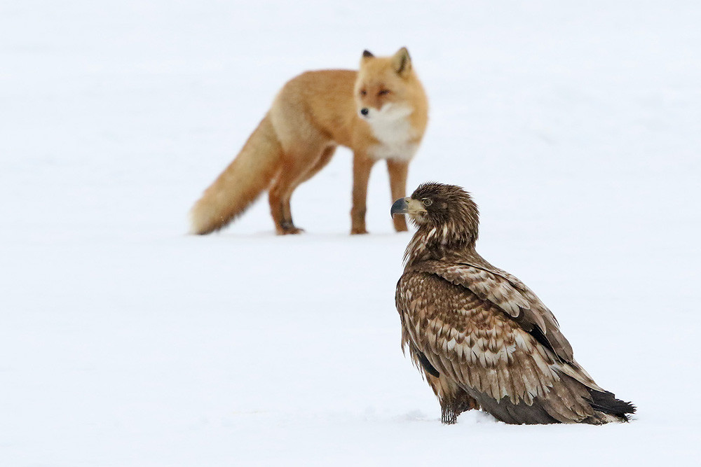 Seeadler (Haliaeetus albicilla) & Rotfuchs