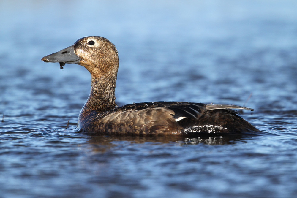 Scheckente, Steller's Eider (Polysticta stelleri)