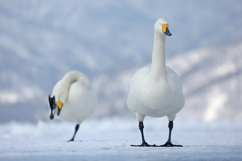 Singschwan (Cygnus cygnus) 