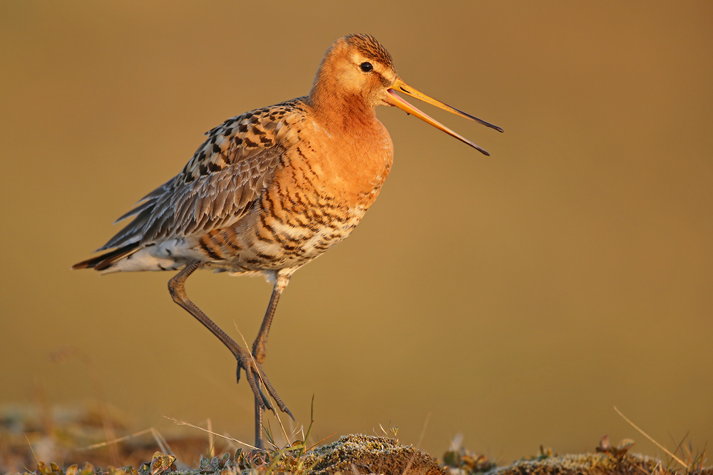 Isländische Uferschnepfe (Limosa limosa islandica)