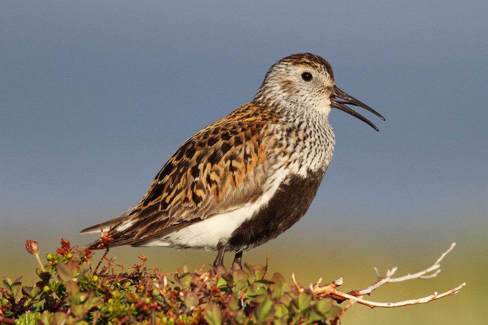 Alpenstrandläufer, Dunlin (Calidris alpina)