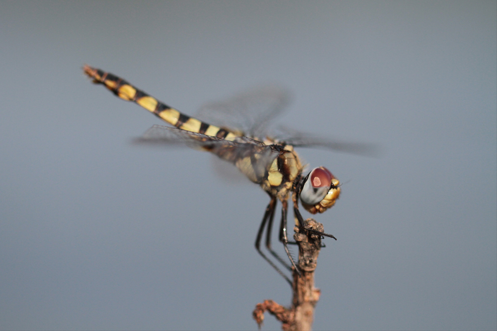 Scarlet Basker (Urothemis signata) Female / Kalametiya - Foto von Livia Haag