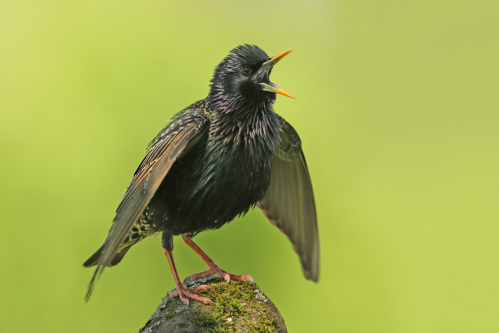 Star (Sturnus vulgaris)