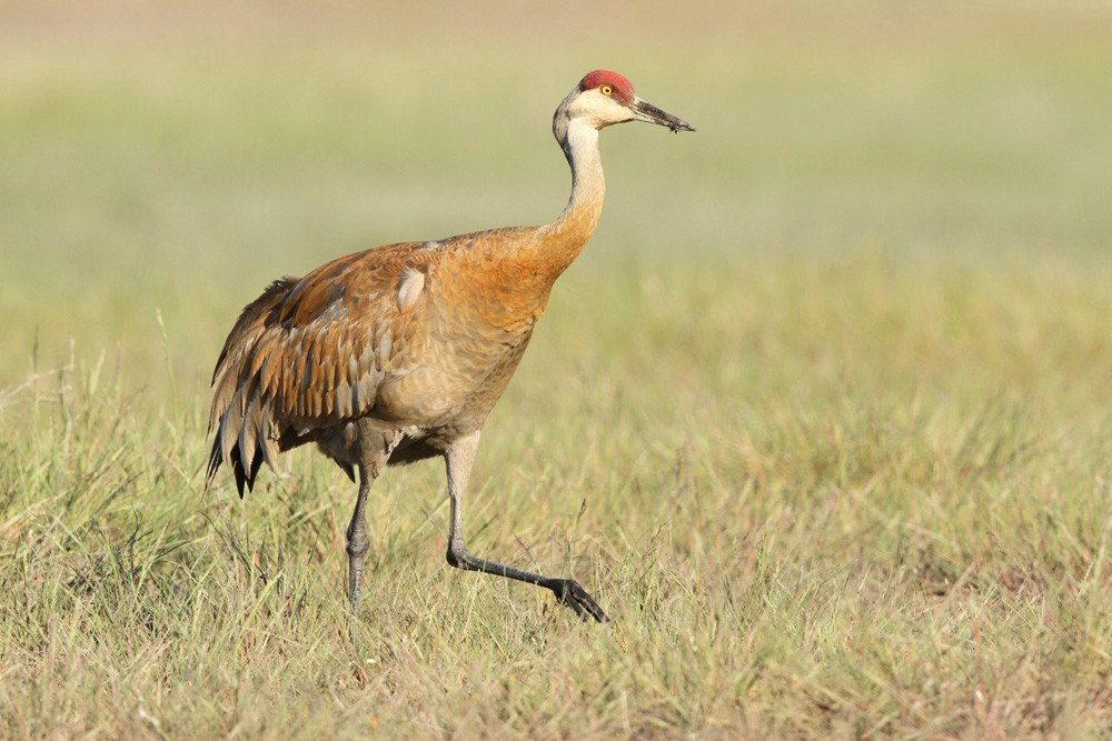 Kanadakranich, Sandhill Crane (Grus canadensis)