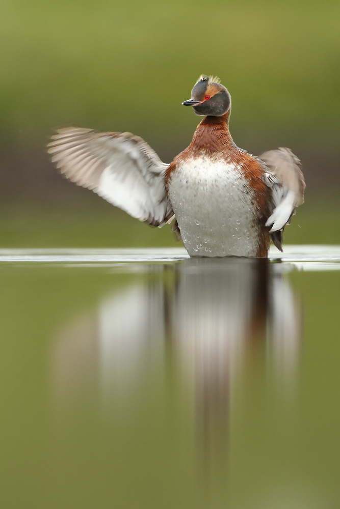 Ohrentaucher (Podiceps auritus)