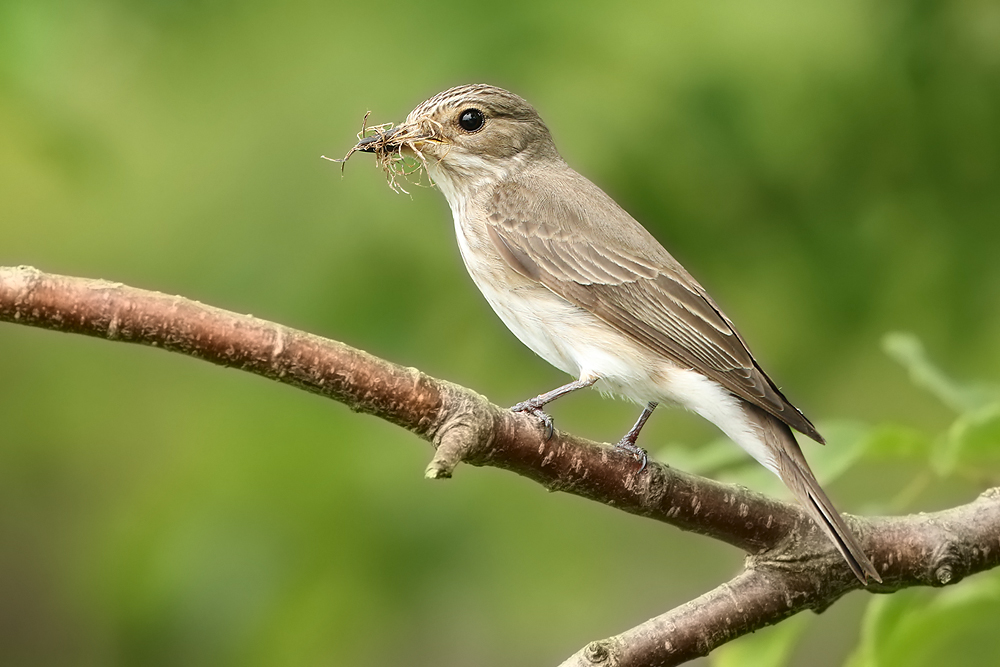 Grauschnäpper (Muscicapa striata)