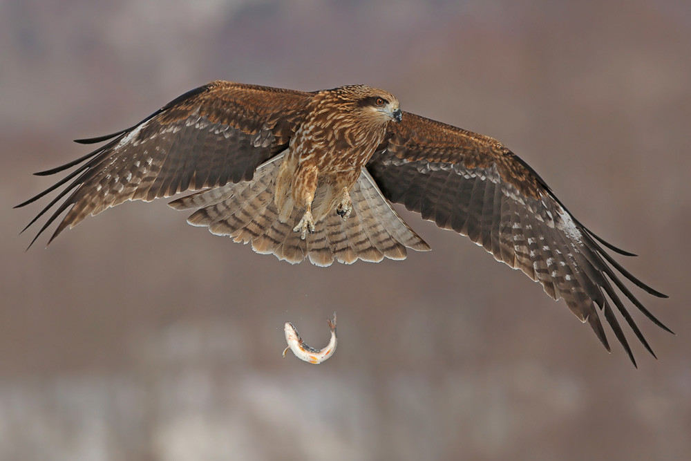Schwarzohrmilan (Milvus migrans ssp. lineatus)