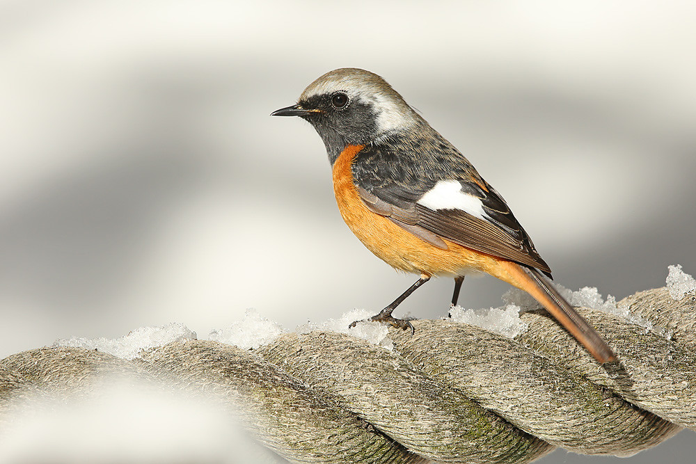 Spiegelrotschwanz (Phoenicurus auroreus)