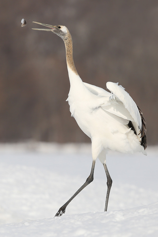 Mandschurenkranich (Grus japonensis)