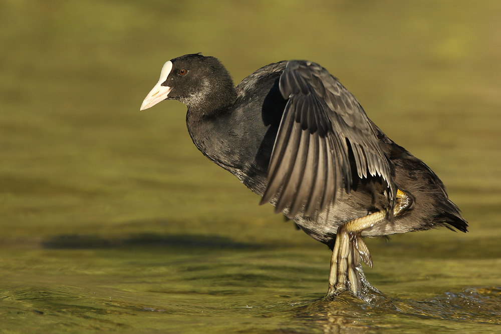 Blässhuhn (Fulica atra) 