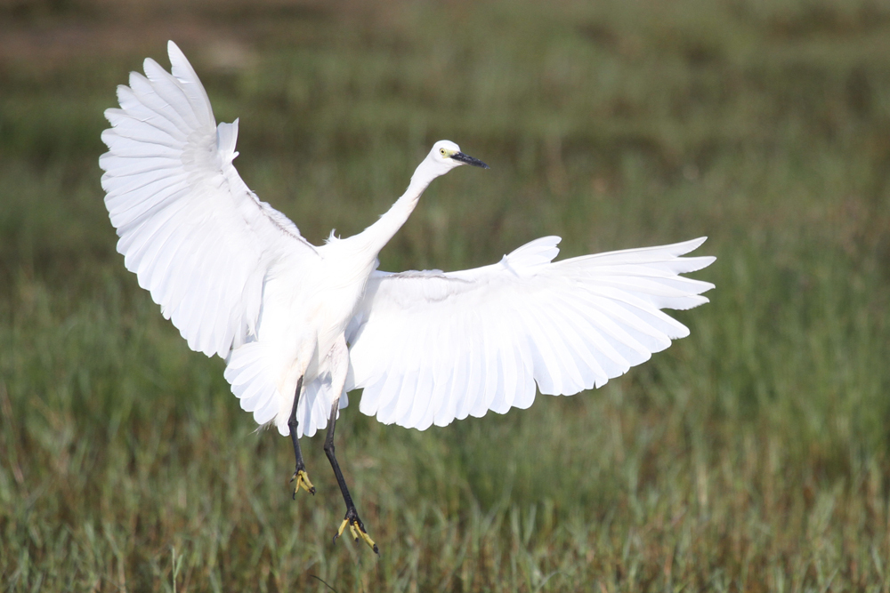 Seidenreiher, Little Egret (Egretta garzetta) / Kalametiya