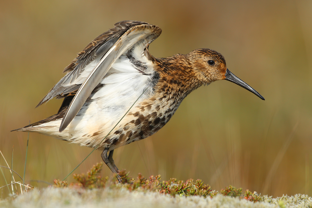 Alpenstrandläufer (Calidris alpina ssp. schinzii)