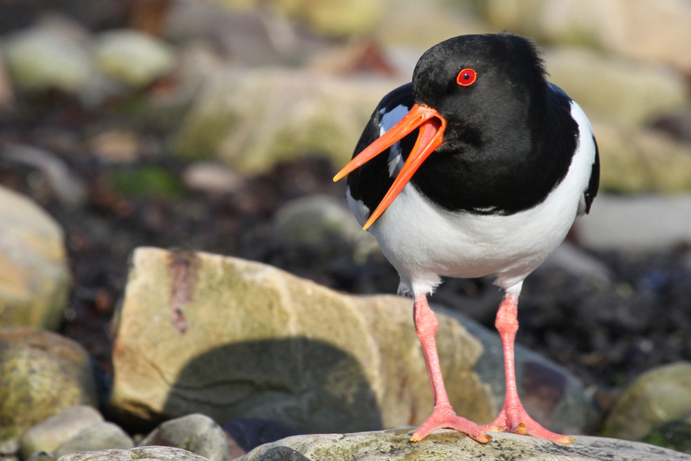Austernfischer, Eurasian Oystercatcher (Haematopus ostralegus)