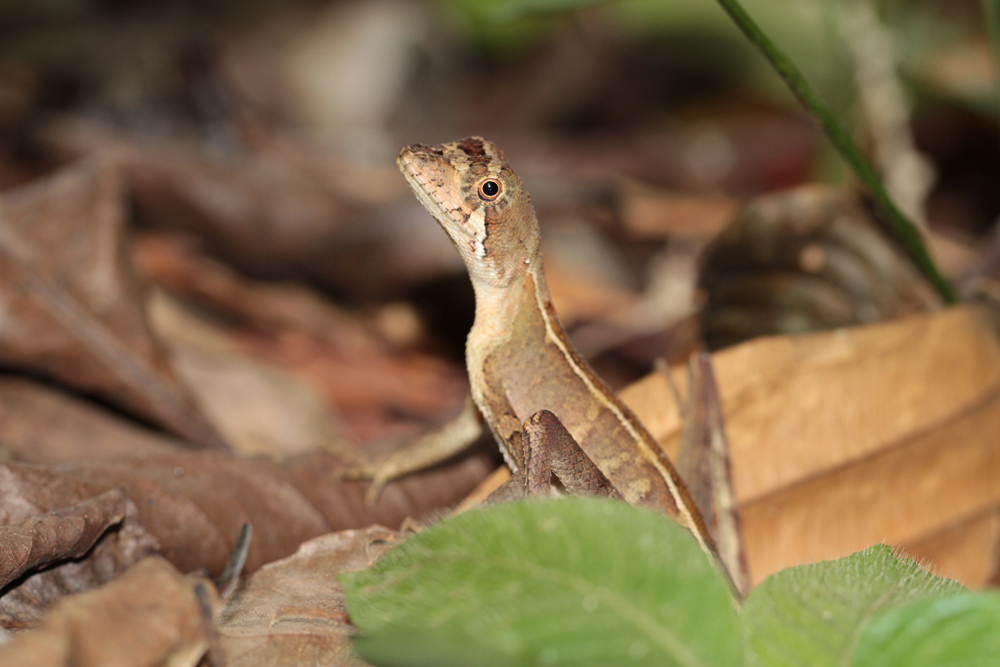 Wiegmanns Agame, Sri Lanka Kangaroo Lizard (Otocryptis wiegmanni) / Sinharaja - Foto von Livia Haag