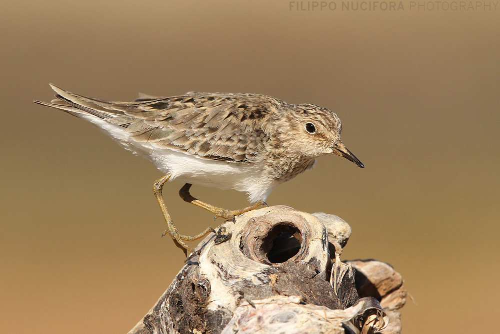 Temminckstrandläufer (Calidris temminckii)