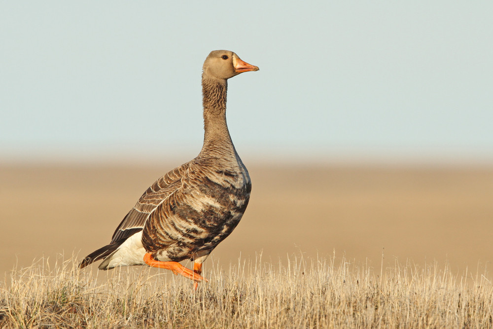 Blässgans, Greater White-fronted Goose (Anser albifrons)