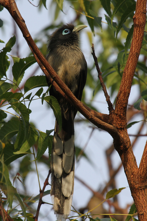 Kleiner Grünschnabelkuckuck, Blue-faced Malkoha (Phaenicophaeus viridirostris) / Kalametiya