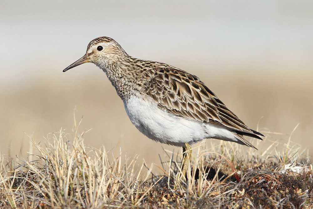 Graubruststrandläufer, Pectoral Sandpiper (Calidris melanotos)