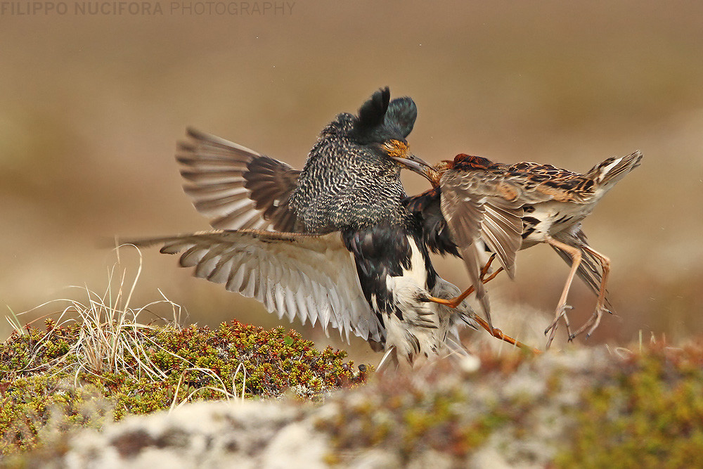 Kampfläufer (Philomachus pugnax)