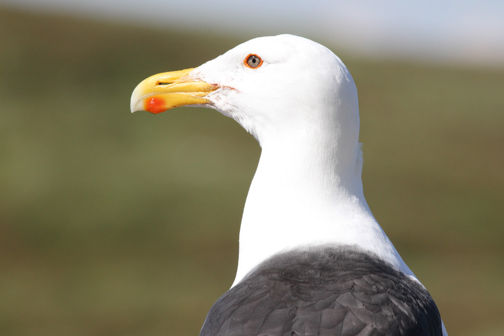 Mantelmöwe, Great Black-backed Gull (Larus marinus)