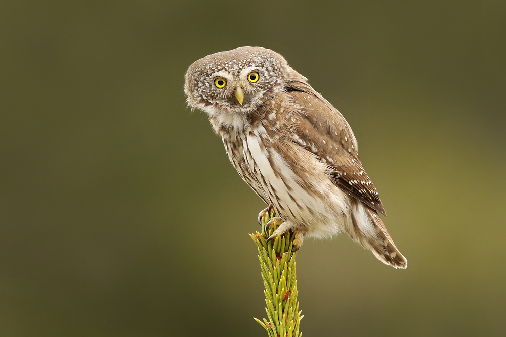 Sperlingskauz (Glaucidium passerinum)