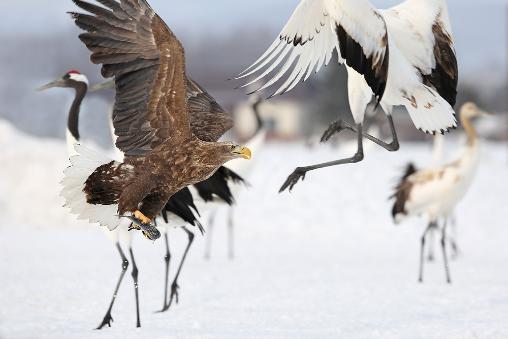Seeadler (Haliaeetus albicilla) 