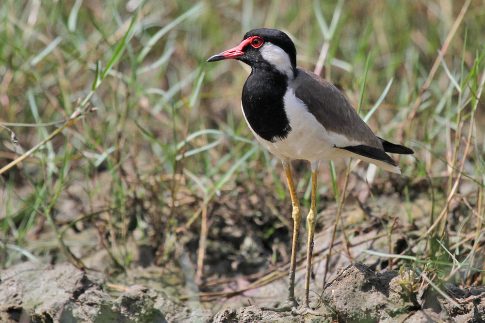 Rotlappenkiebitz, Red-wattled Lapwing (Vanellus indicus) / Kalametiya