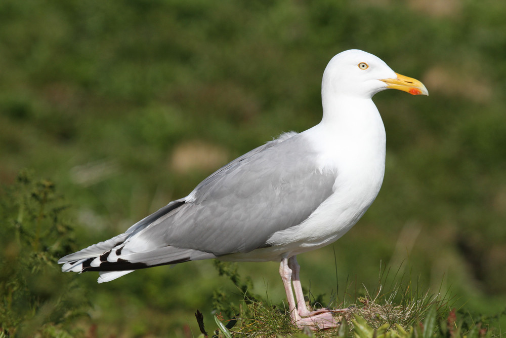 Silbermöwe, European Herring Gull (Larus argentatus)