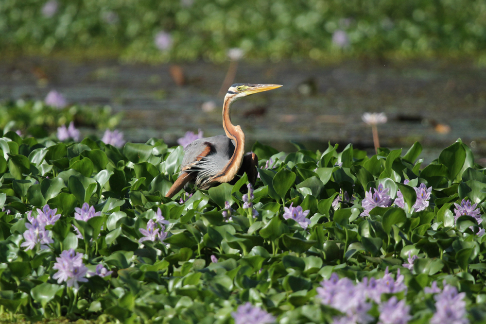 Purpurreiher, Purple Heron (Ardea purpurea) / Kalametiya