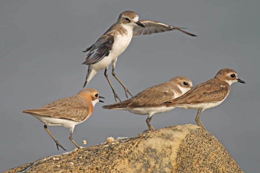 Mongolenregenpfeifer, Lesser Sand Plover (Charadrius mongolus) / Negombo