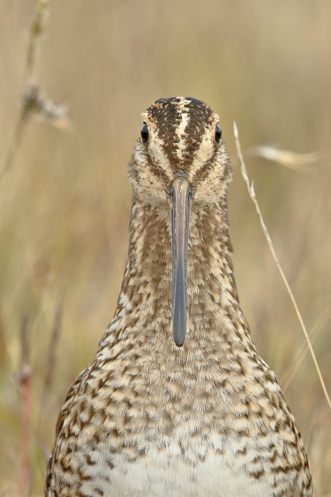 Bekassine (Gallinago gallinago)