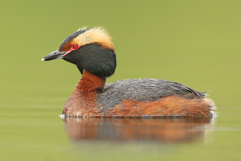 Ohrentaucher (Podiceps auritus)
