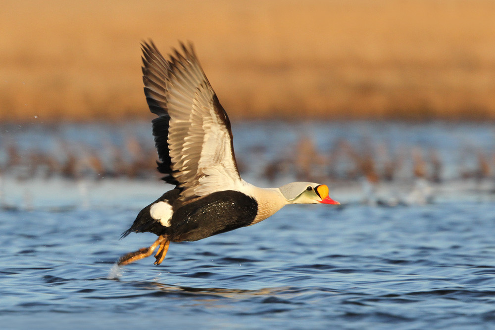 Prachteiderente, King Eider (Somateria spectabilis)