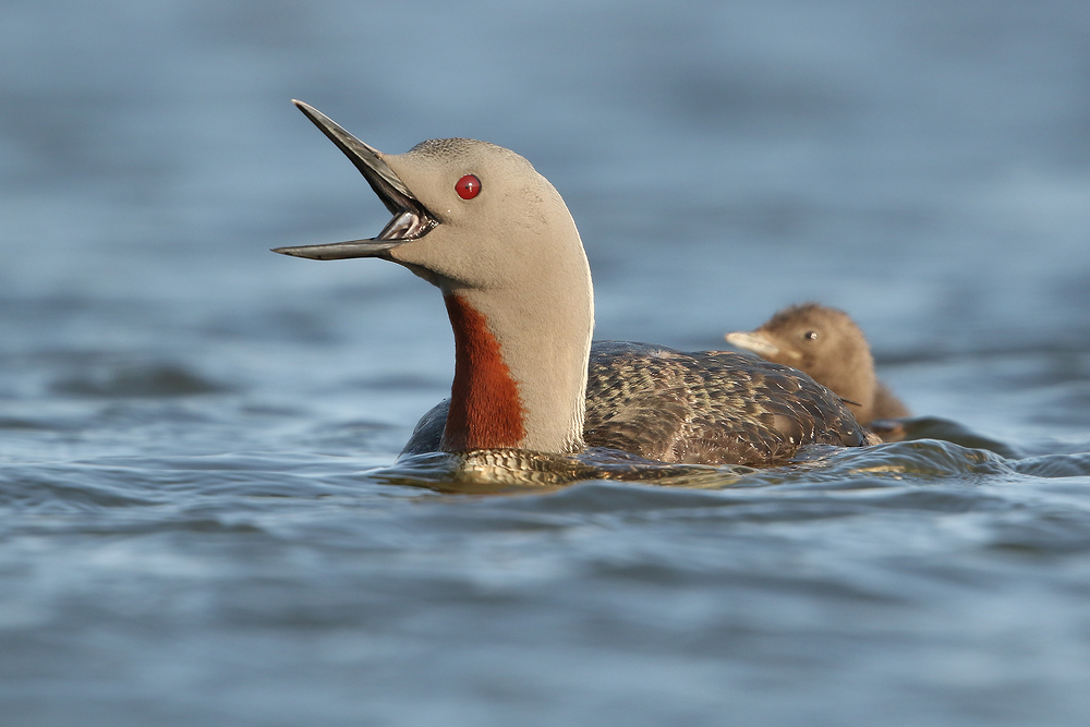 Sterntaucher (Gavia stellata)