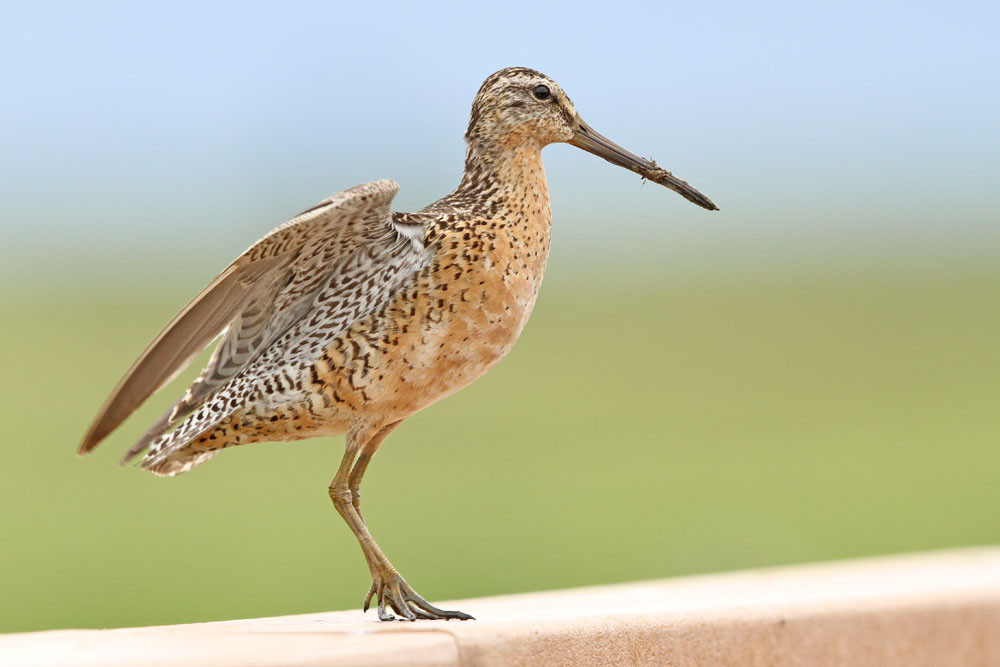 Kleiner Schlammläufer, "Western" Short-billed Dowitcher (Limnodromus griseus ssp. caurinus)